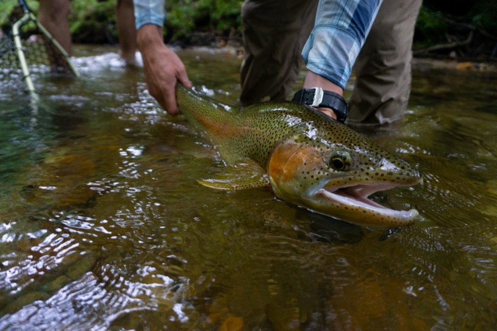 Catch-and-Release Trout Survival: A Guide's Method